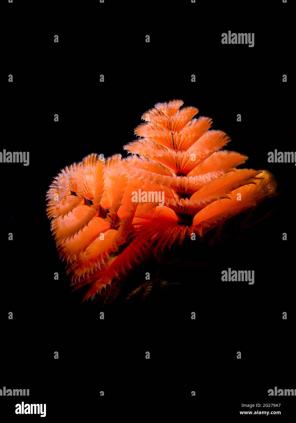 Verme dell'albero di Natale arancione (Spirobranchus giganteus), Bonaire. Foto Stock