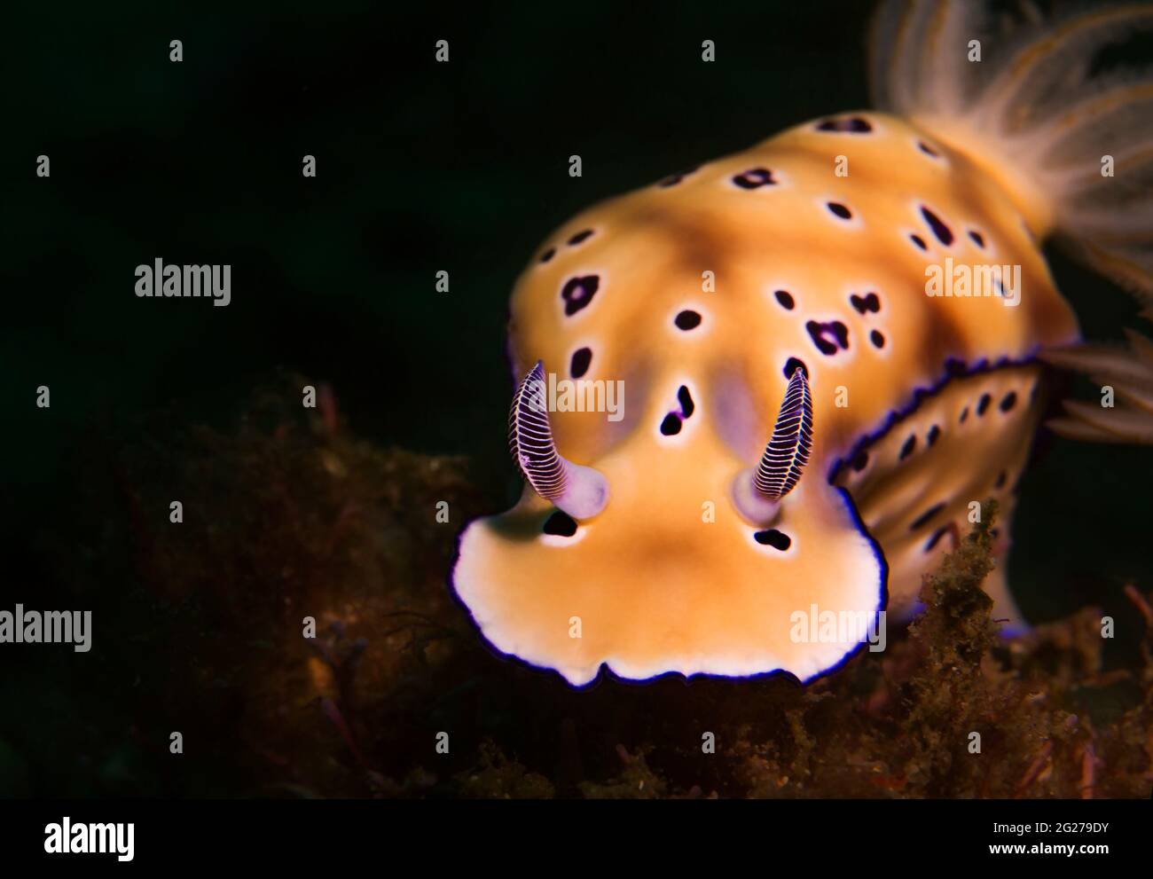 Dirigiti verso un nudiranch (Hypselodoris tryoni), lo stretto di Lembeh, Indonesia. Foto Stock