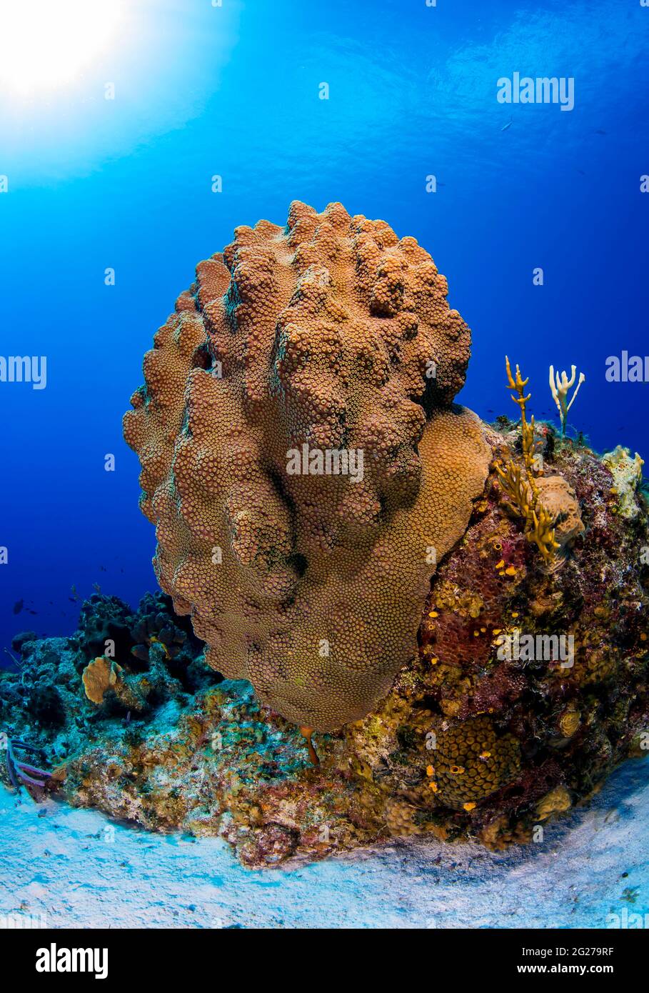 Sano corallo stellare montagnoso (Orbicella faveolata) mostra nelle Isole Turks e Caicos. Foto Stock