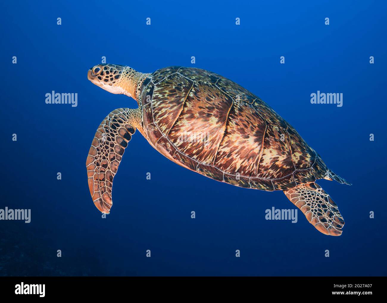 Una tartaruga marina (Eretmochelys imbricata) che si affaccia per aria a Bonaire. Foto Stock
