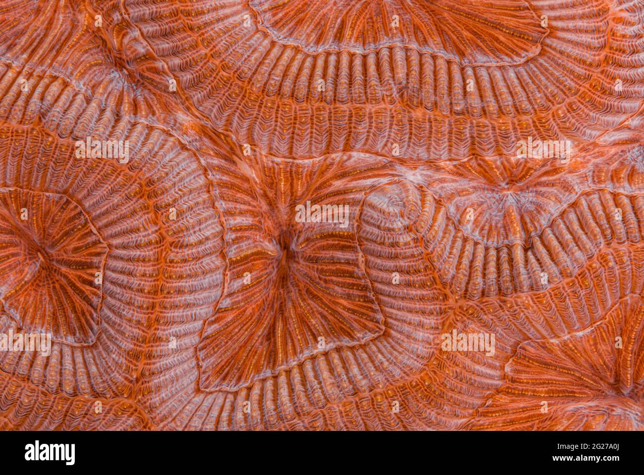 Primo piano astratto del corallo cerebrale scanalato (Diploria labirintiformis). Foto Stock