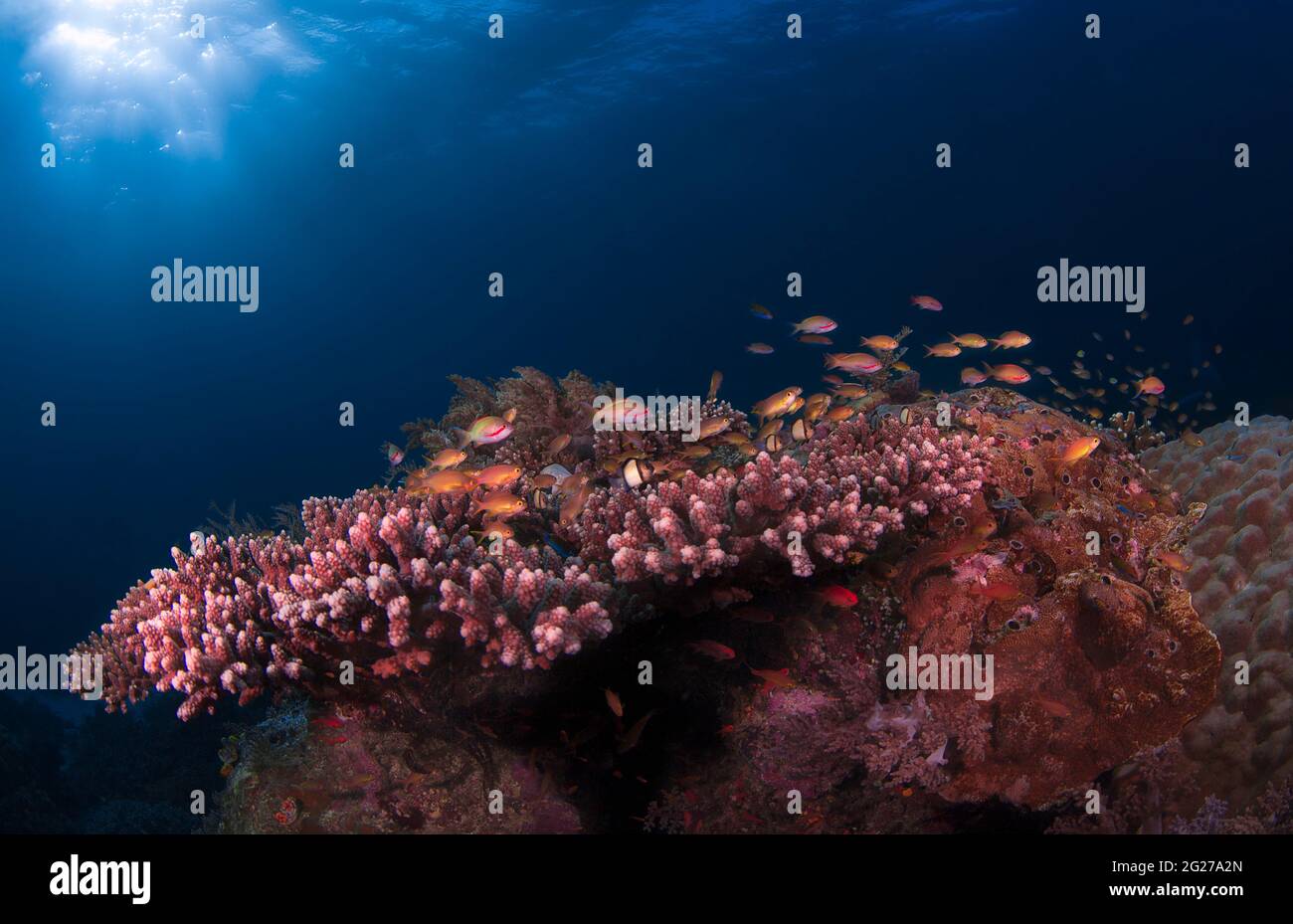 I pesci della barriera corallina si rifugiano in corallo duro con luce adopata in Raja Ampat, Indonesia. Foto Stock