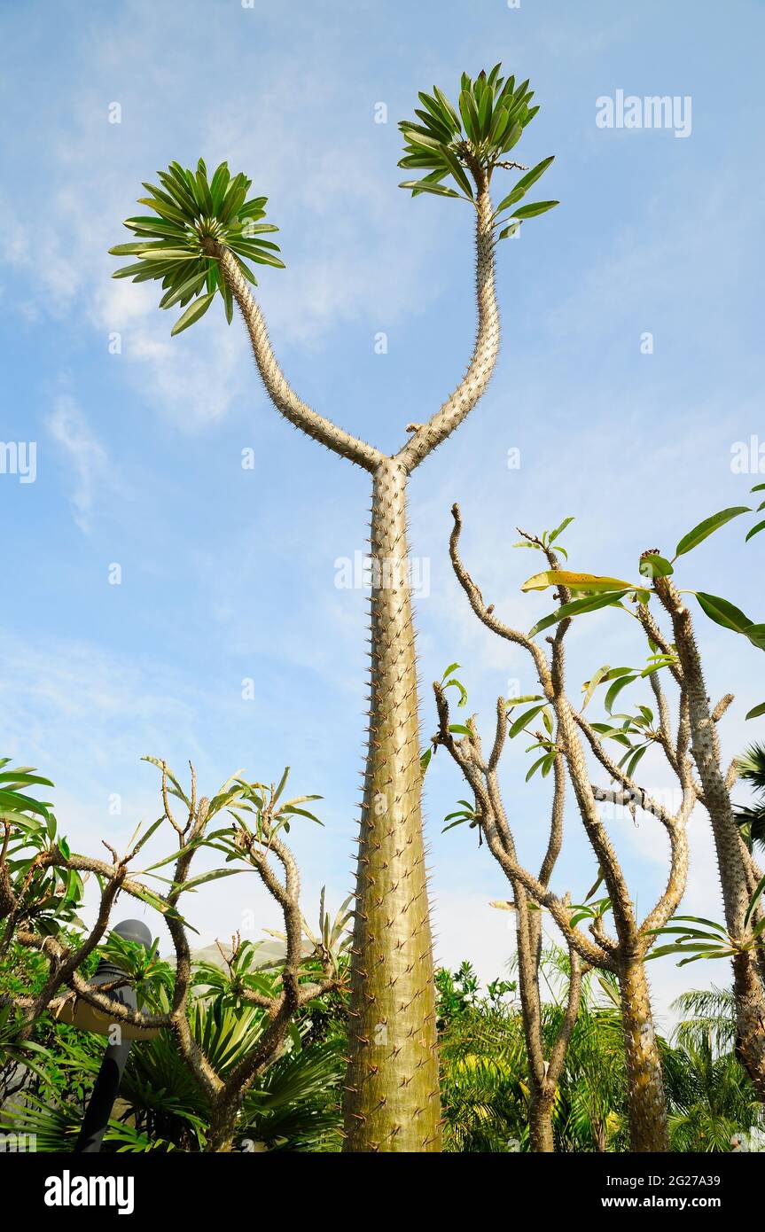 Madagascar Palm (Pachypodium lamerei) Foto Stock