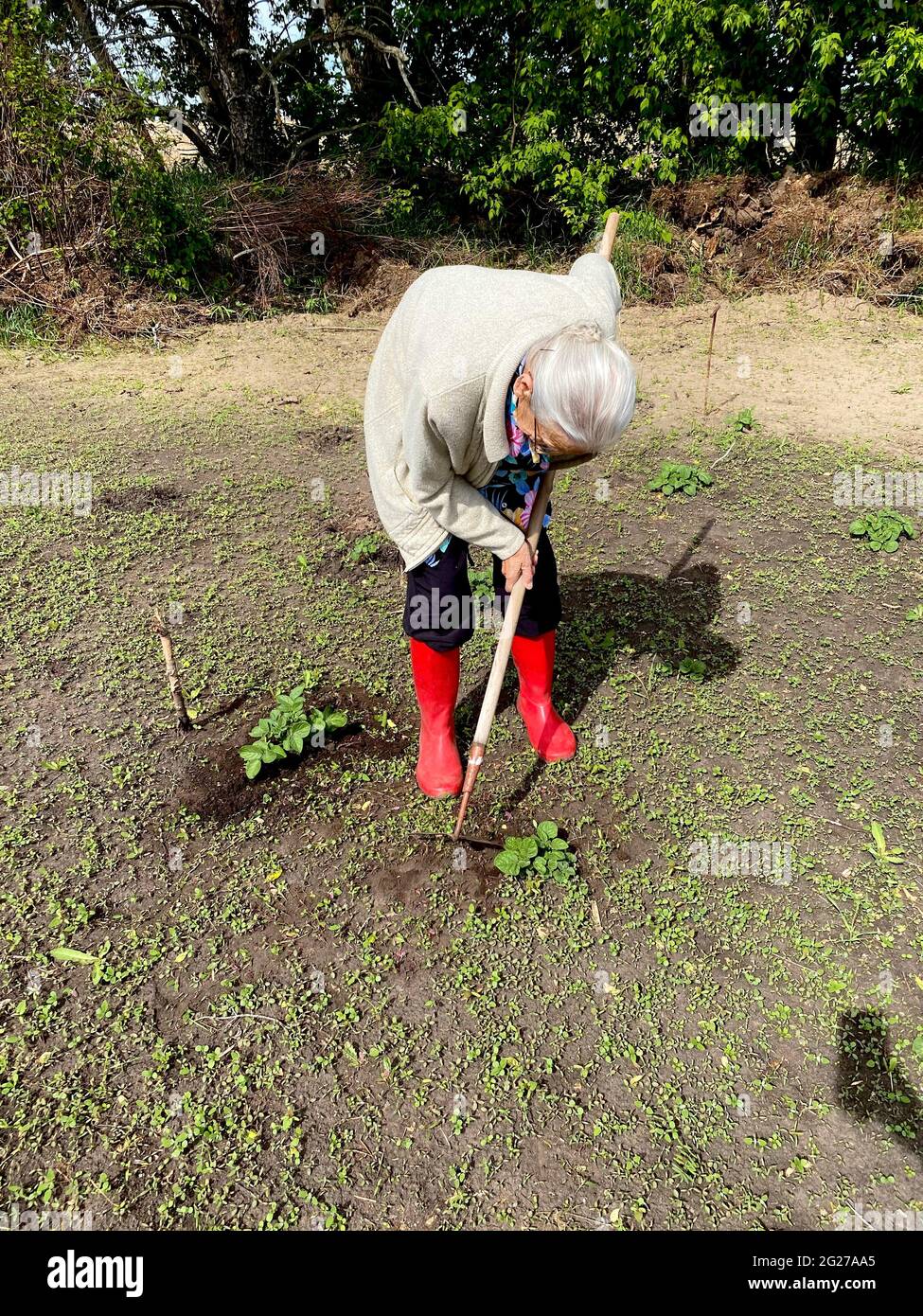 Una donna di novanta anni che si piega su una zappa per erbare l'orto Foto  stock - Alamy