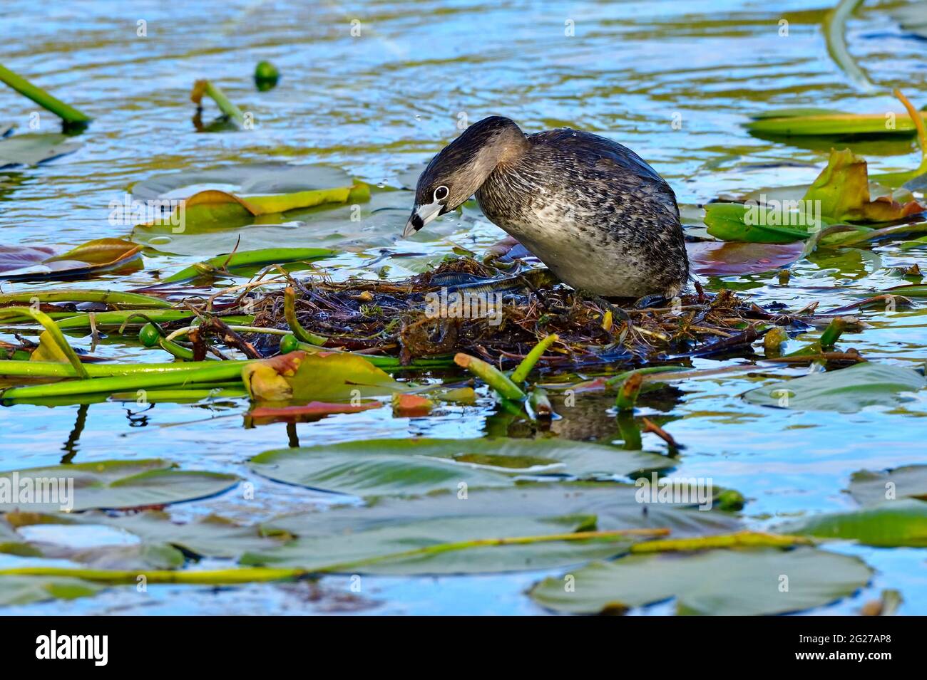 Una femmina pied-fatturato Grebe 'Podilymbus podiceps'; costruire un nido galleggiante fatto di pastiglie lilly presso la zona paludosa in un lago rurale Alberta Foto Stock