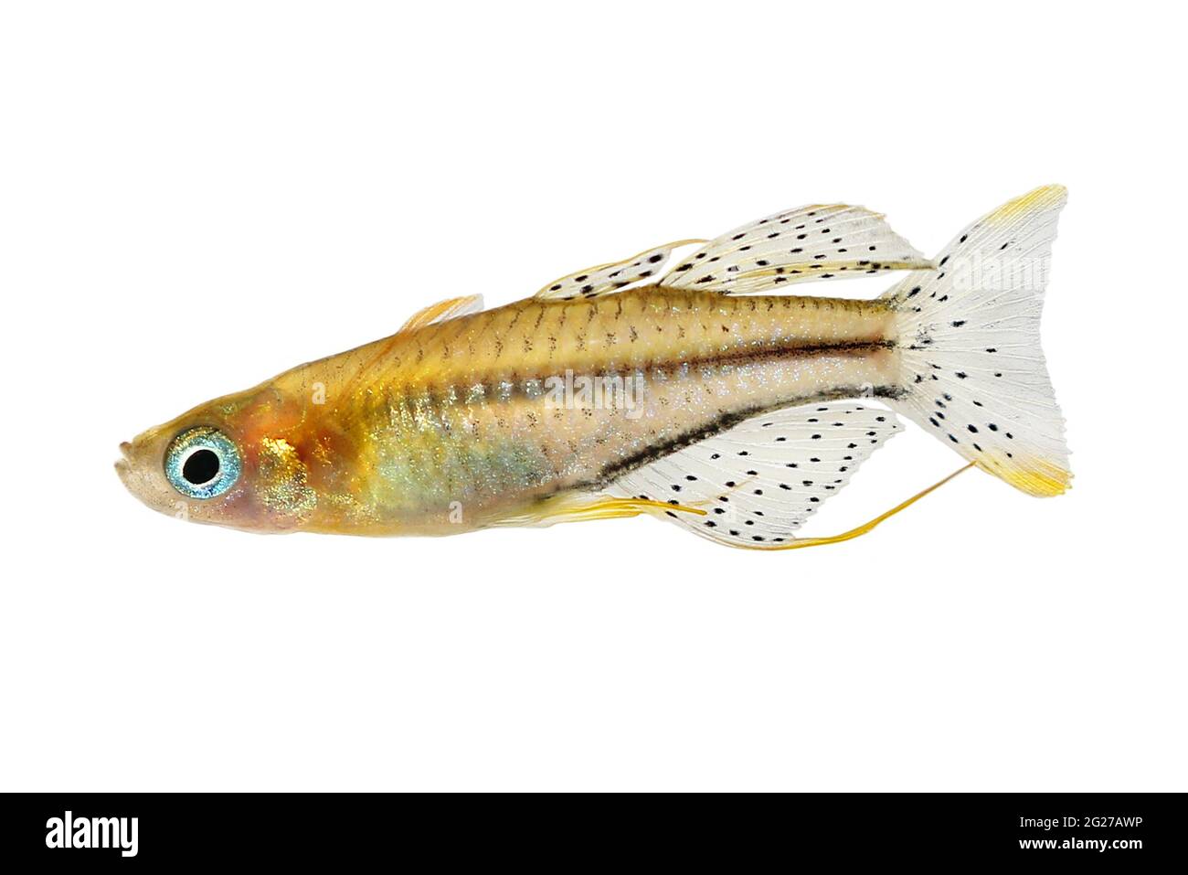 Pesce arcobaleno con occhi blu macchiati Pseudomugil gertrudae pesci acquario Gertrude's Blue-Eye Foto Stock