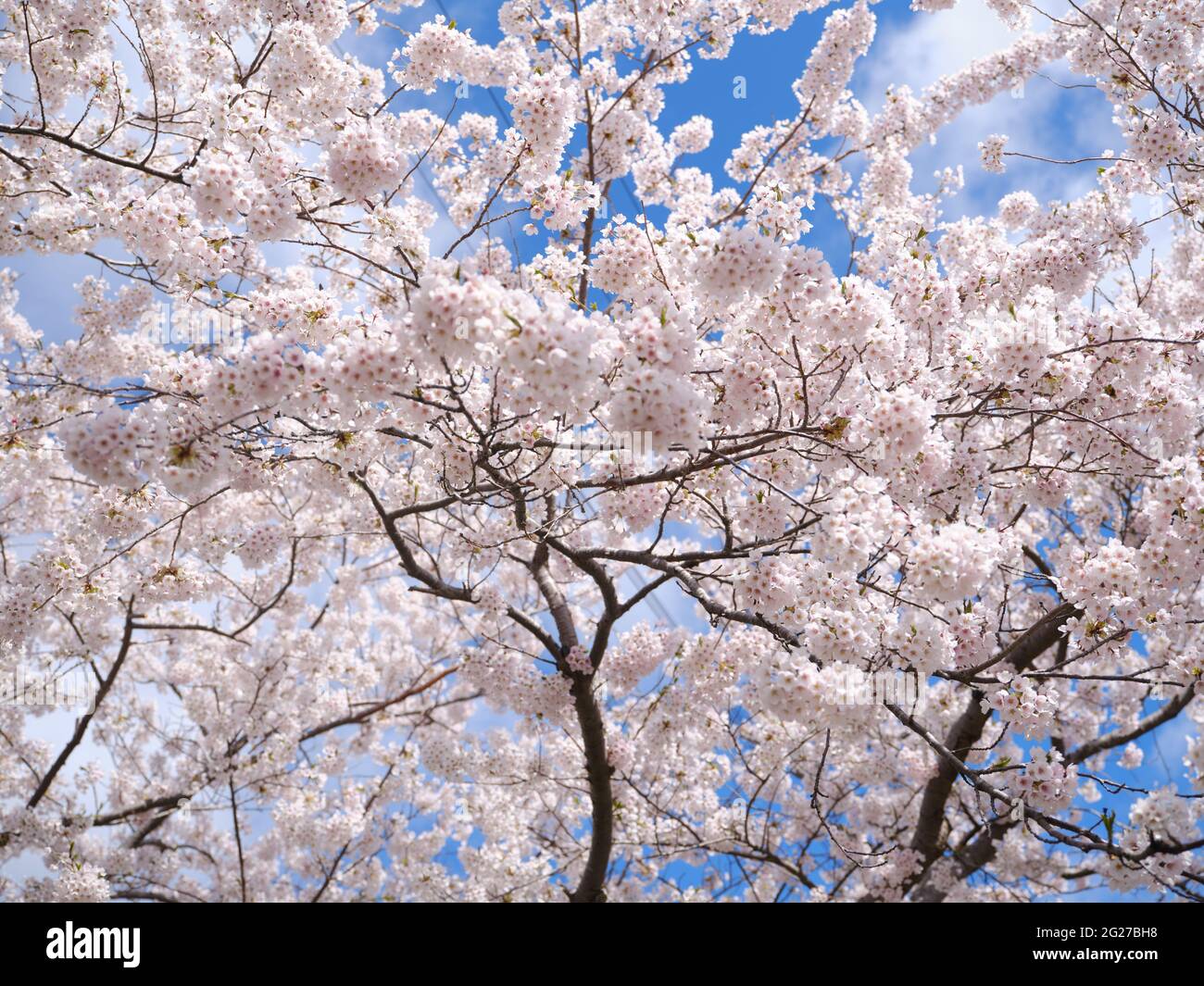 Prunus Yedoensis Foto Stock