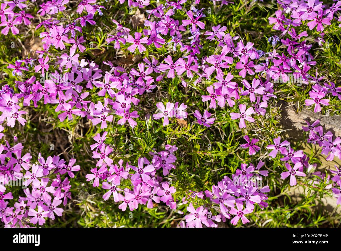"Rosetta" Kelsey's Phlox, Skunkflox (Phlox kelseyi) Foto Stock