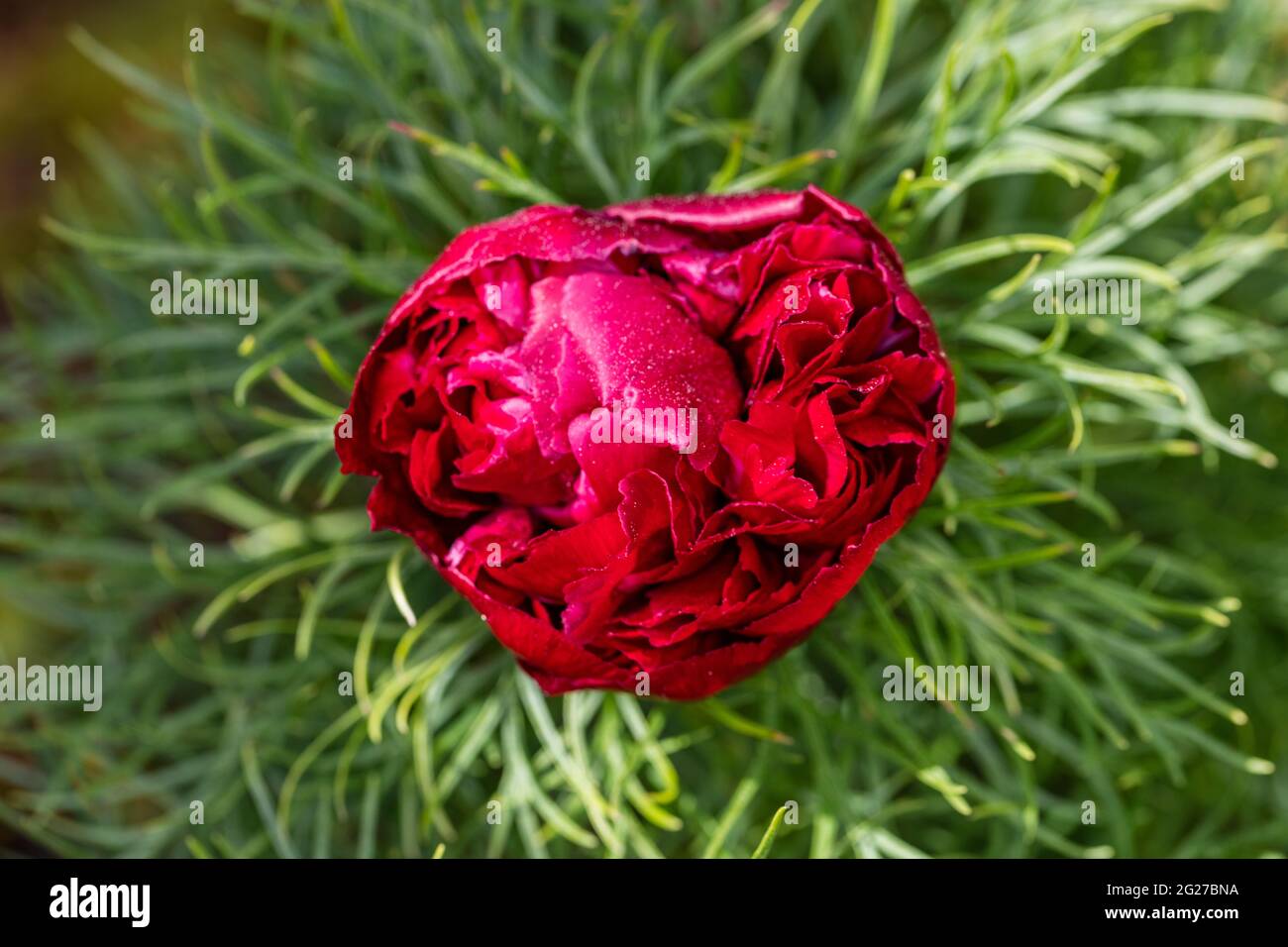'Plena, Rubra Plena' Fernleaf Peony, Dillpion (Paeonia tenuifolia) Foto Stock