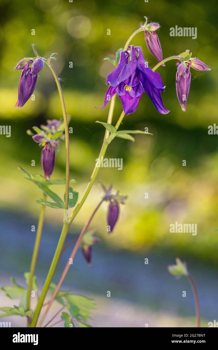 Aquilegia alpina, Alpakleja (Aquilegia alpina) Foto Stock