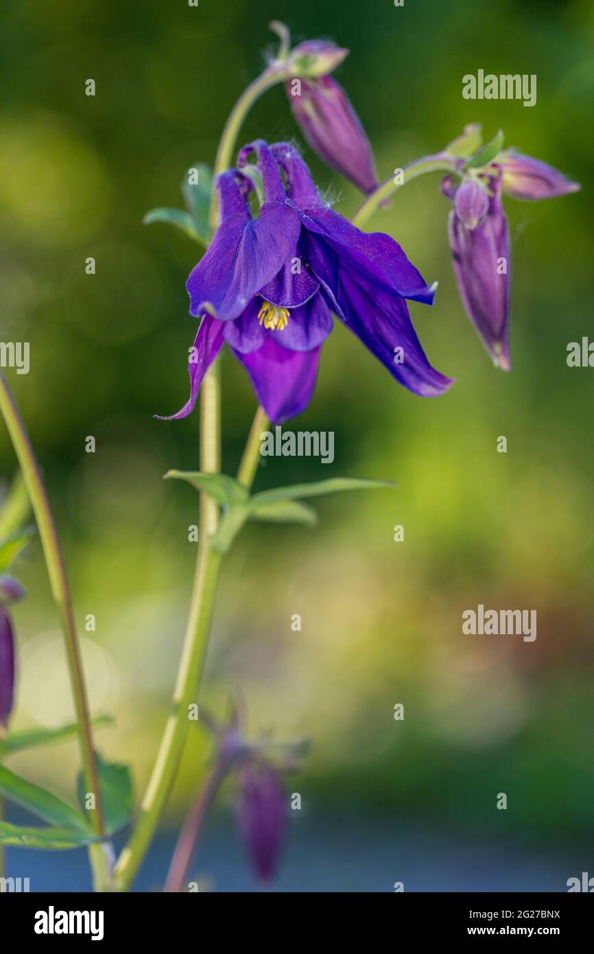 Aquilegia alpina, Alpakleja (Aquilegia alpina) Foto Stock