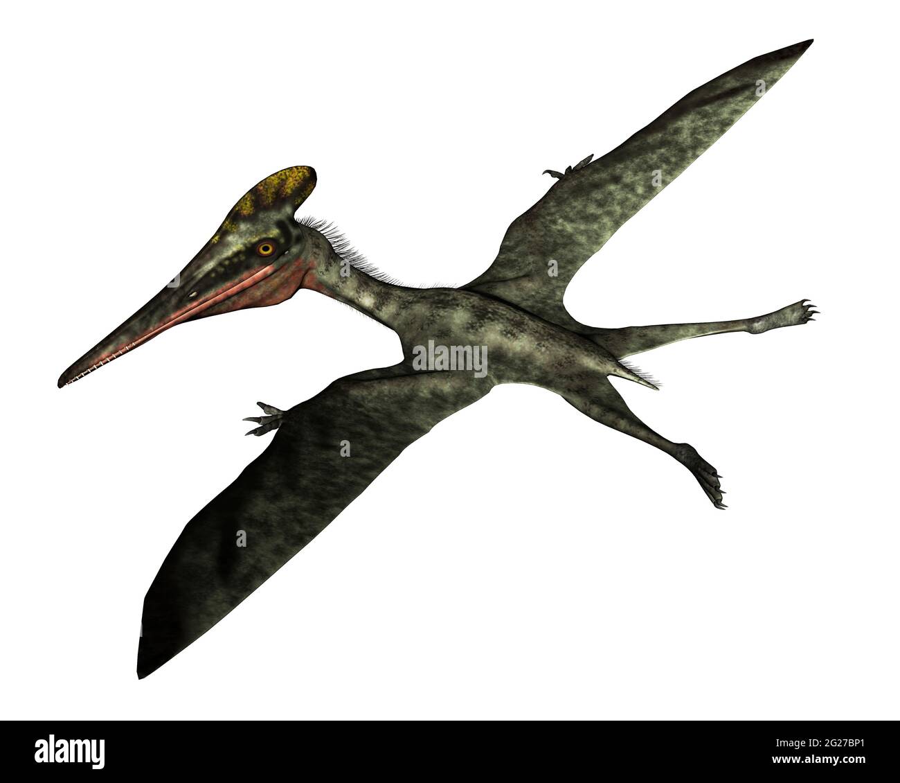 Pterodactylus uccello preistorico volare, isolato su sfondo bianco. Foto Stock