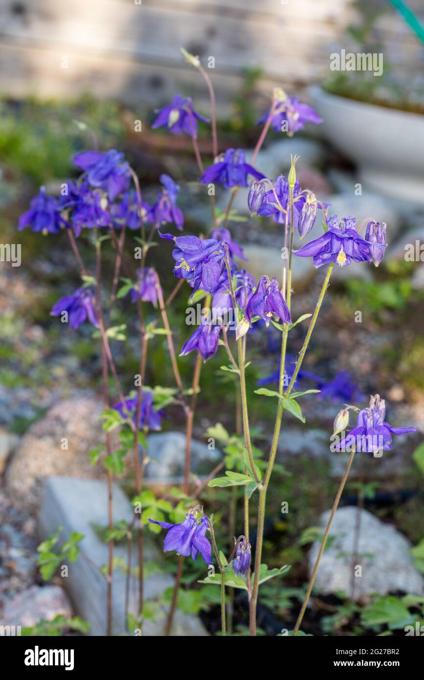 Aquilegia alpina, Alpakleja (Aquilegia alpina) Foto Stock