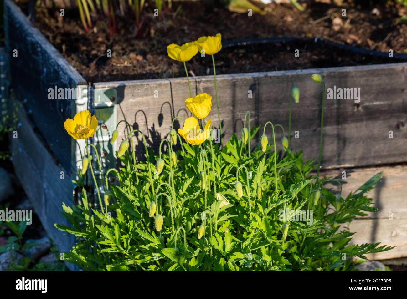Welsh papavero, Engelsk vallmo (Meconopsis cambrica) Foto Stock