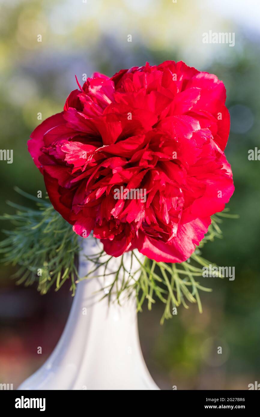 'Plena, Rubra Plena' Fernleaf Peony, Dillpion (Paeonia tenuifolia) Foto Stock
