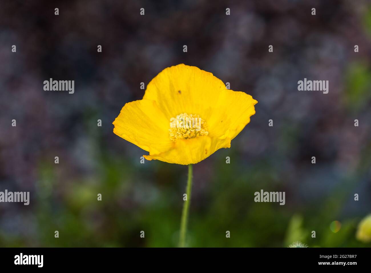 Welsh papavero, Engelsk vallmo (Meconopsis cambrica) Foto Stock
