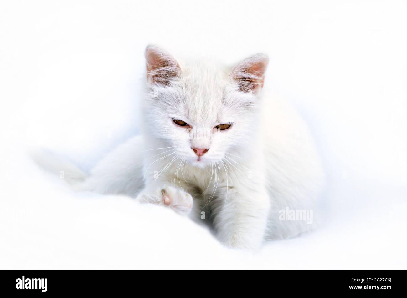 Carino misto razza tailandese / gatto bianco persiano Foto Stock