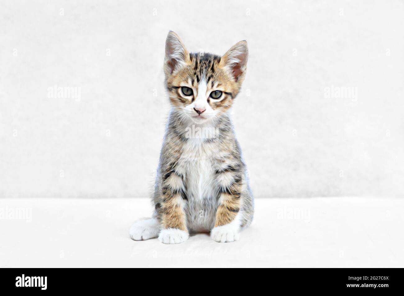 Adorabile gattino su sfondo bianco Foto Stock