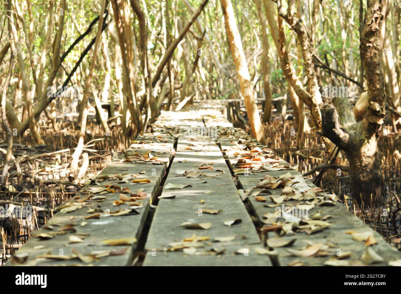 Antico percorso in legno di scabia nella foresta di mangrovie Foto Stock