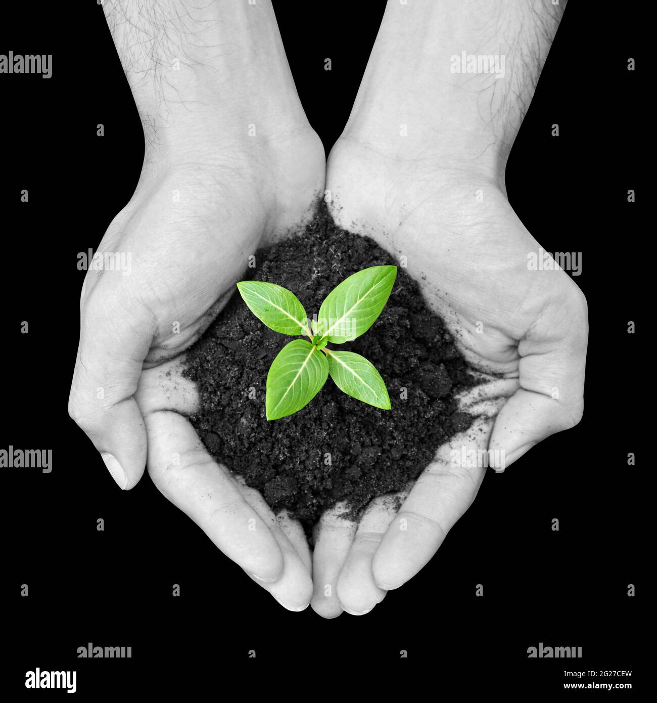 Mano che tiene verde semenzatura con suolo Foto Stock