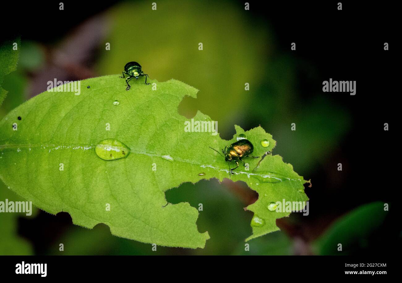 I coleotteri verdi del molo sulla foglia verde Foto Stock