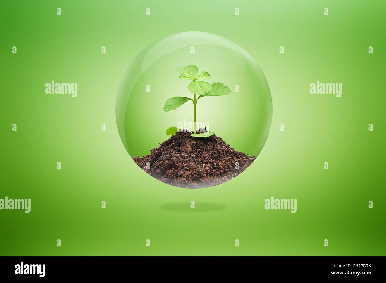 Green seedling con terreno all'interno della palla lucida - sviluppo sostenibile e concetto di conservazione Foto Stock
