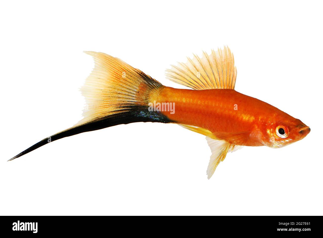 Red Swordtail Xiphophorus helleri pesci acquario isolato su bianco Foto Stock