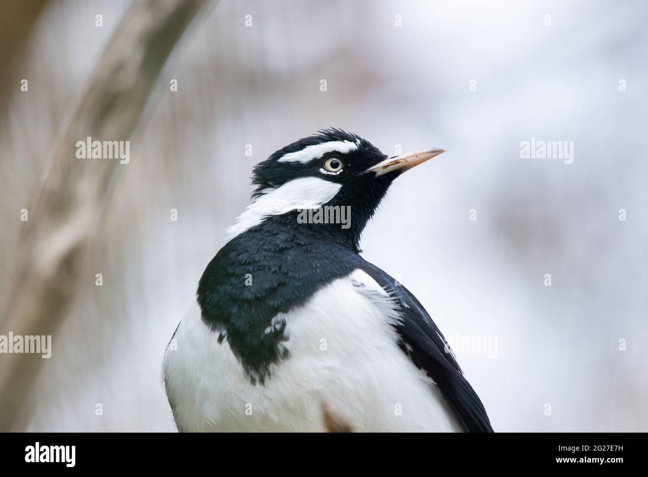 Gazza-allodola Foto Stock