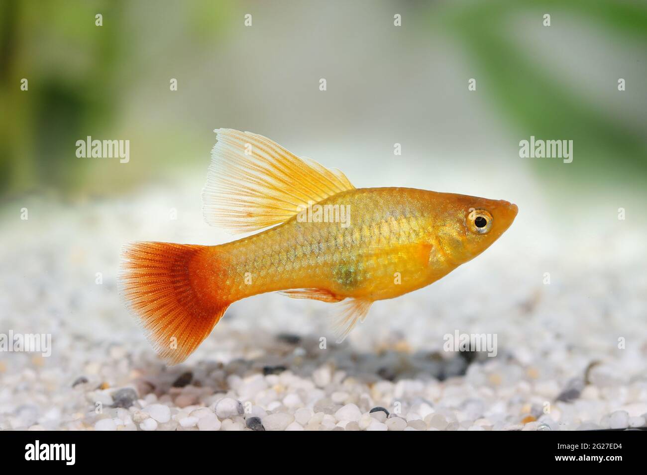 Hi fin Platy Platy maschio Xiphophorus maculatus pesce acquario tropicale  Foto stock - Alamy