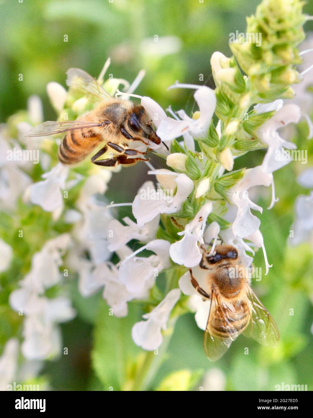 Due api di miele (Apis mellifera) foraggio per nettare e polline sui delicati fiori bianchi della salvia. Primo piano. Spazio di copia. Foto Stock