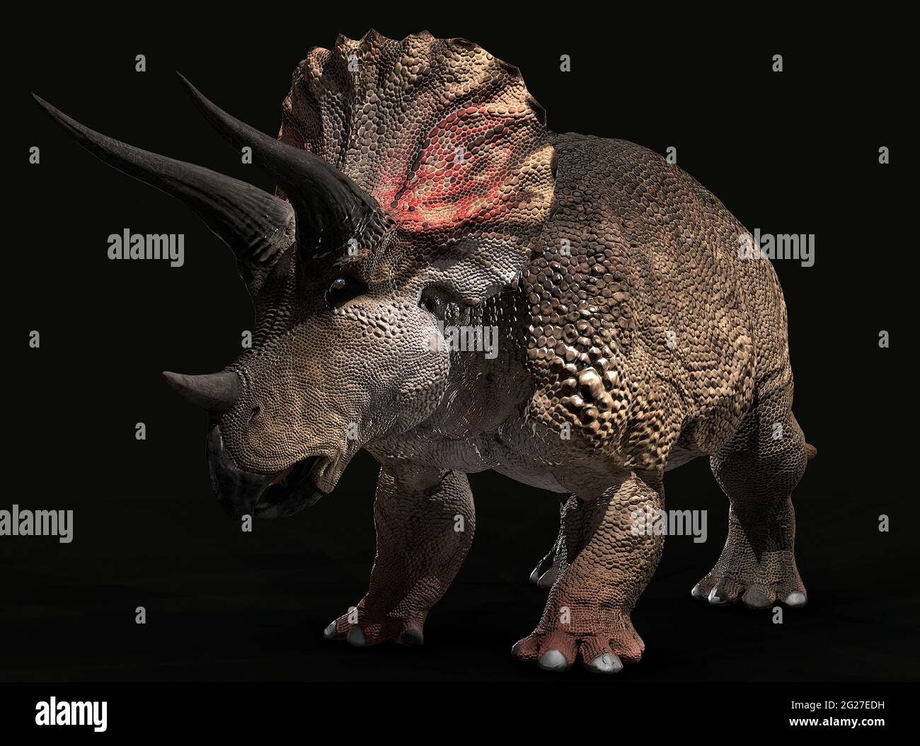 Dinosauro Triceratops su sfondo nero. Foto Stock