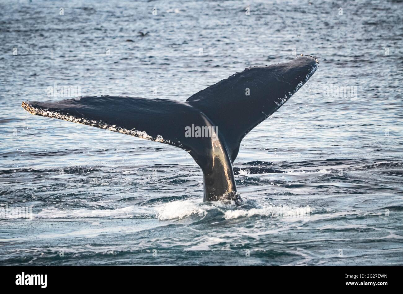 Una megattere (megaptera novaeangliae) con la sua coda di marea fuori dall'acqua. Spazio di copia. Great South Channel, North Atlantic. Foto Stock
