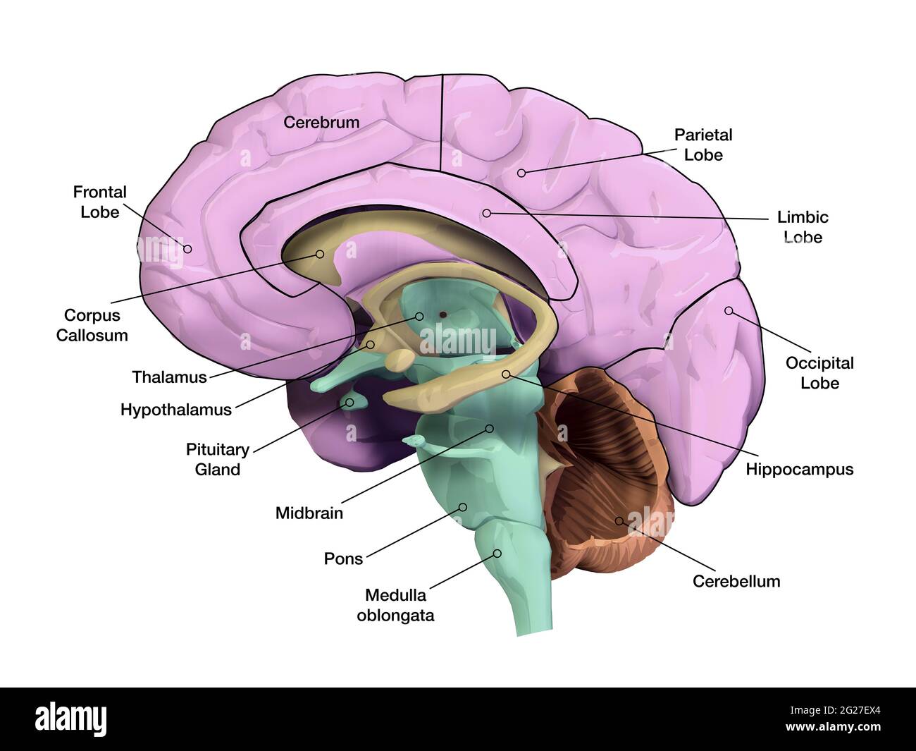 Sezione sagitale del cervello umano con regioni ed etichette. Foto Stock
