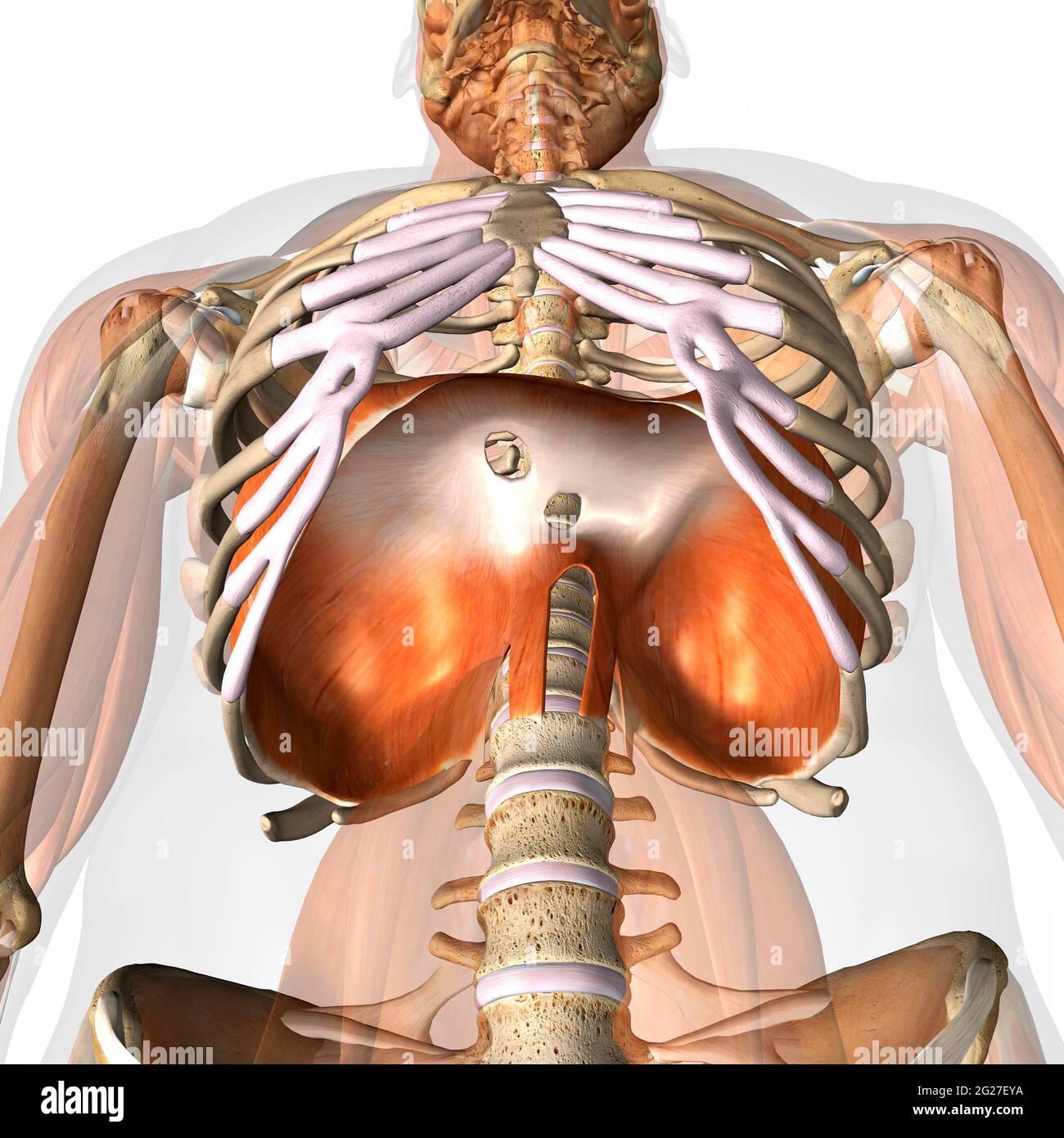 Rendering 3D dell'anatomia del diaframma umano, vista ad angolo basso su sfondo bianco. Foto Stock