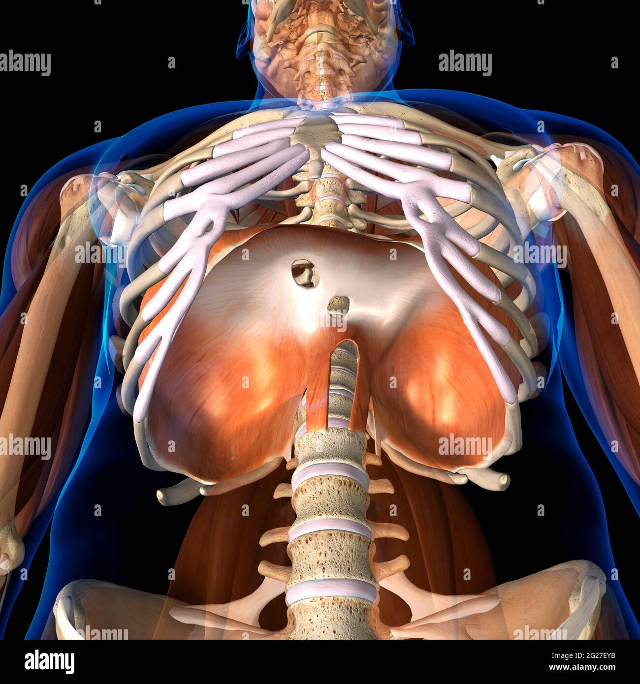 Rendering 3D dell'anatomia del diaframma umano, vista ad angolo basso su sfondo nero. Foto Stock