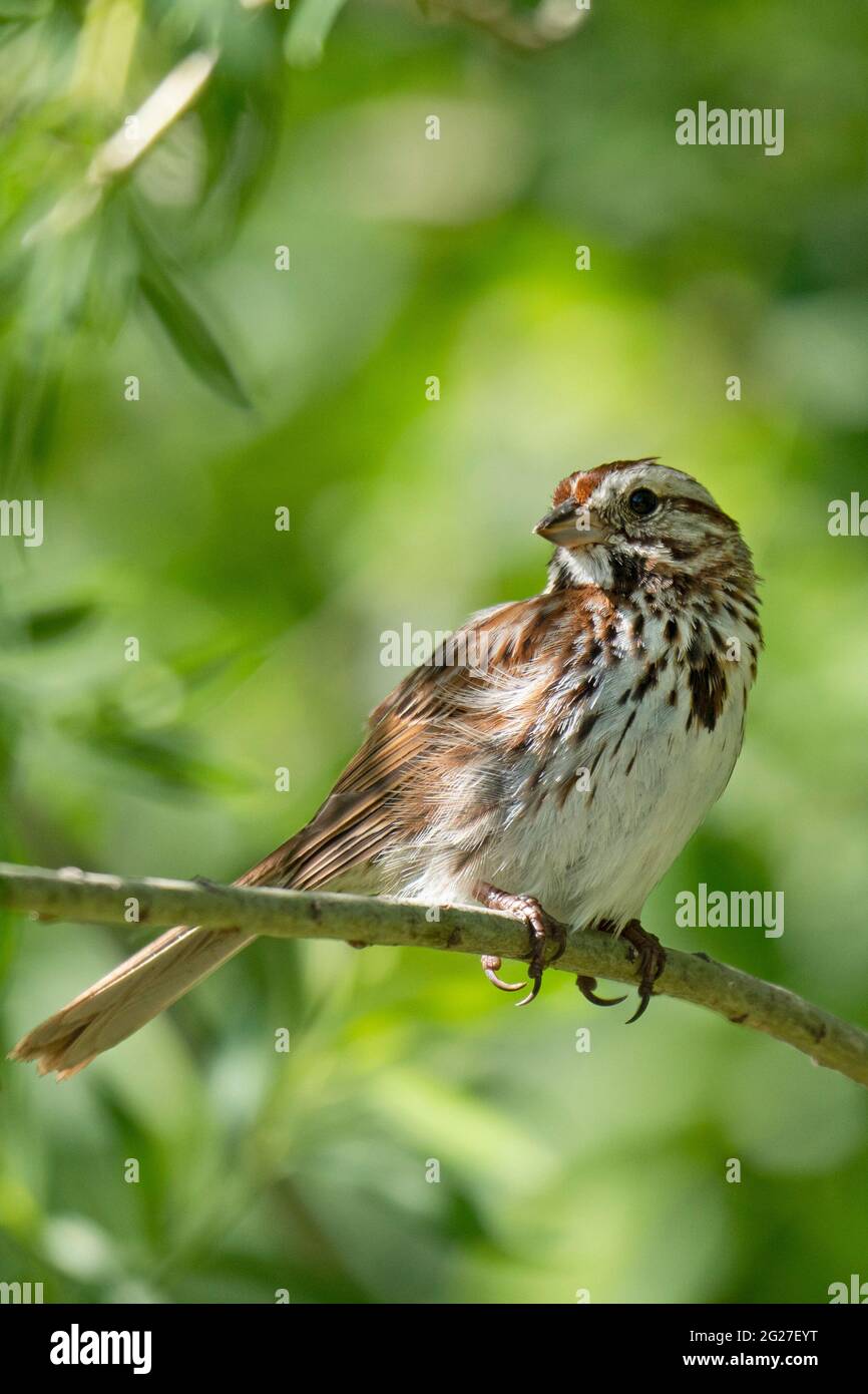 Song Sparrow (Melospiza melodia), arroccato su un albero Foto Stock