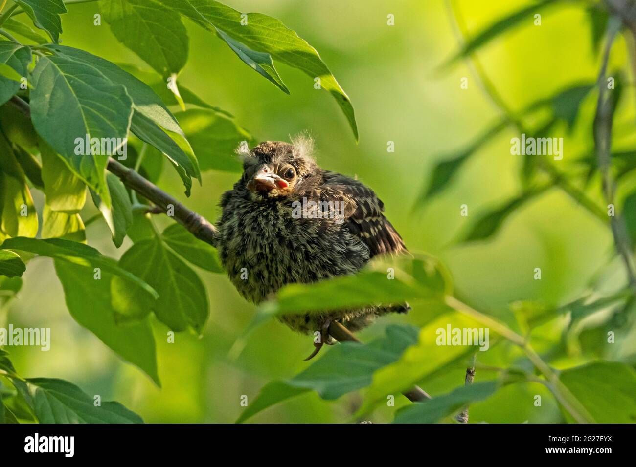 Red-alinged Blackbird fledgling, (Agelaius phoeniceus), uccello, arroccato sul ramo dell'albero Foto Stock