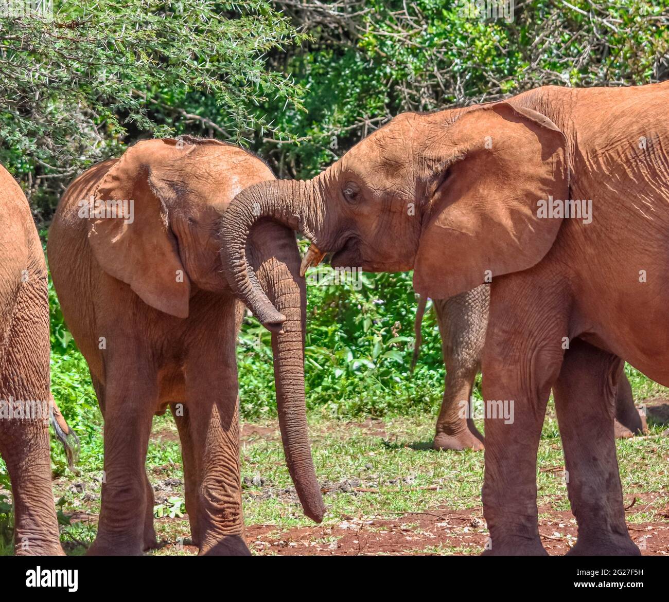 Giovani elefanti (Loxodonta africana) che giocano a giochi di bunking. Nairobi National Park, Kenya. Foto Stock