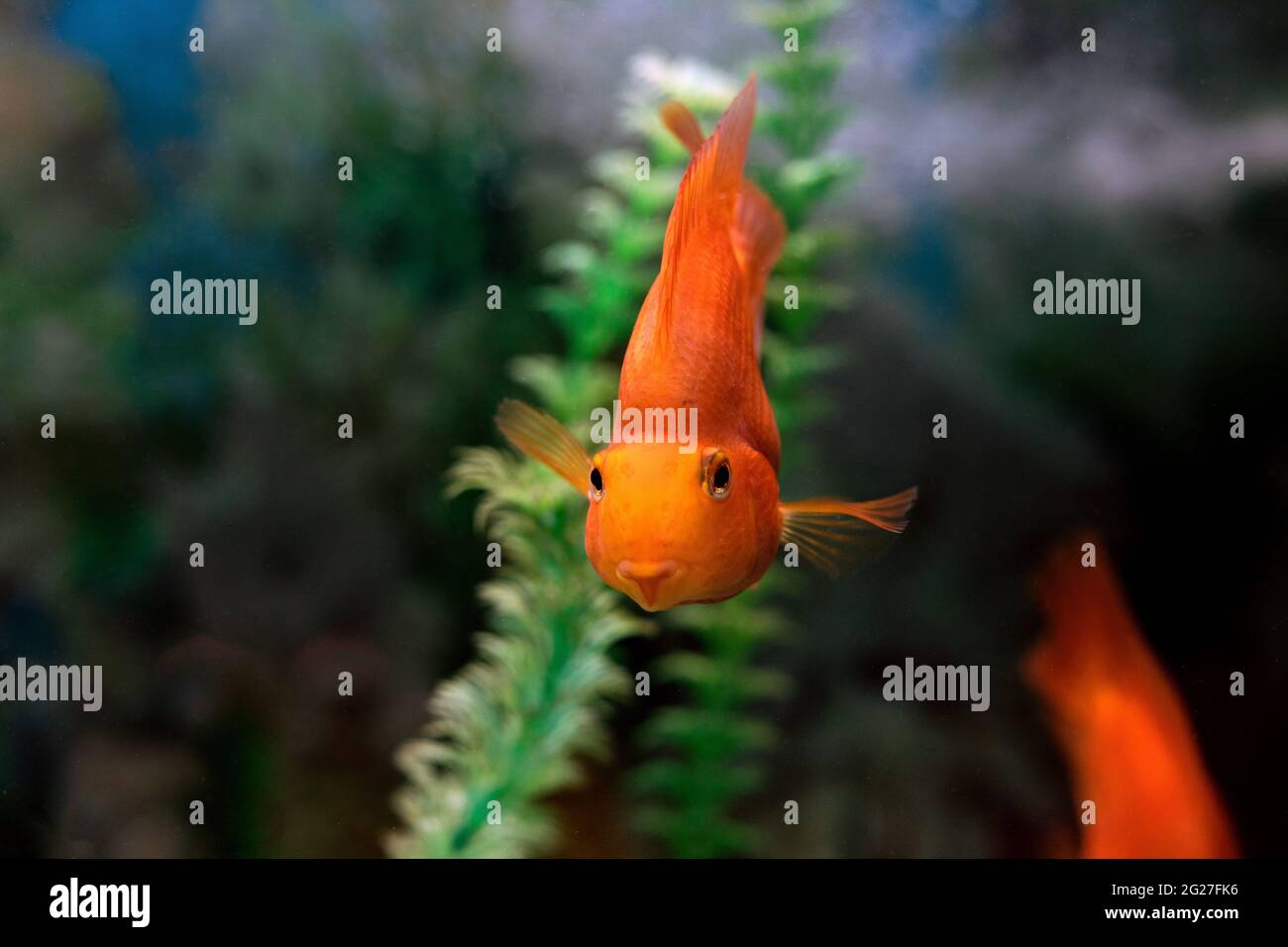 Primo piano di cichlid di pappagallo rosso arancio su sfondo verde sfocato. Aquarium pesci nuoto per incontrare o nutrire la vita marina. Foto durante le immersioni. Mare o acqua Foto Stock