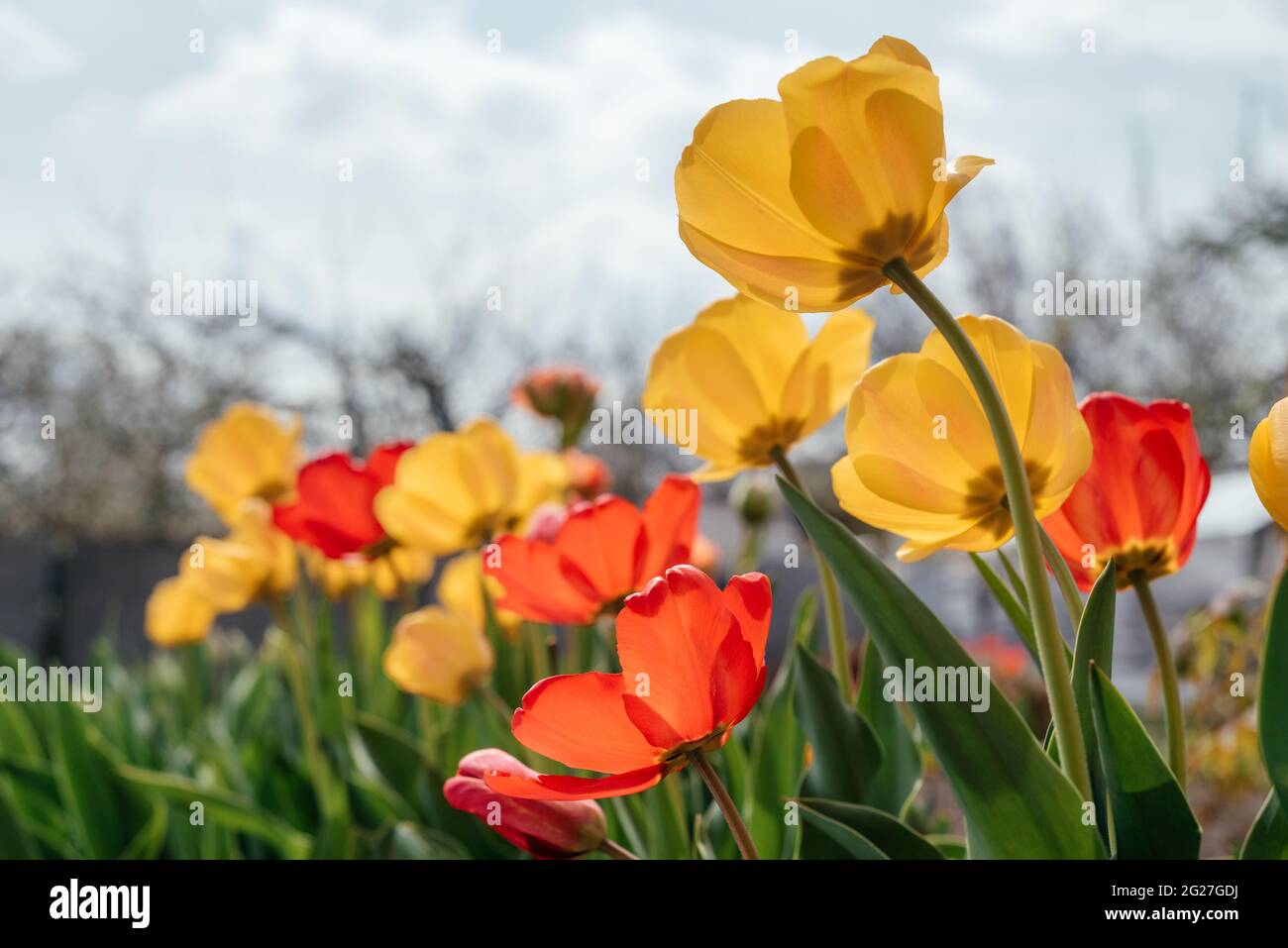 Tulipani rossi e gialli che ondeggiano nel vento contro un cielo nuvoloso Foto Stock