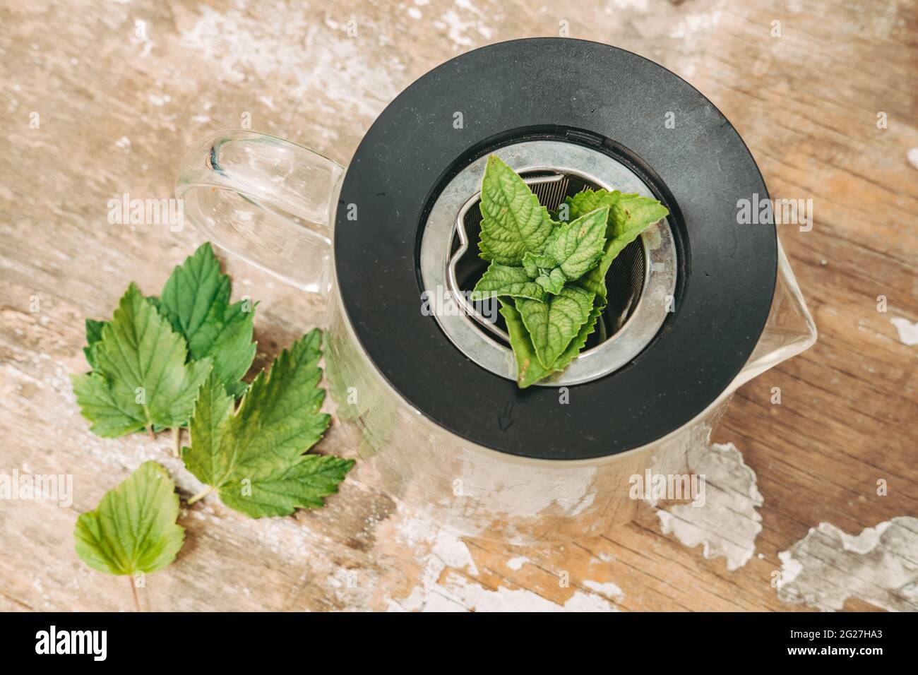 foglie di menta e ribes per il tè. Tè sano da piante da giardino. Trasferire la miscela risultante in una teiera, aggiungere il tè in foglie nere e un paio di menta Foto Stock