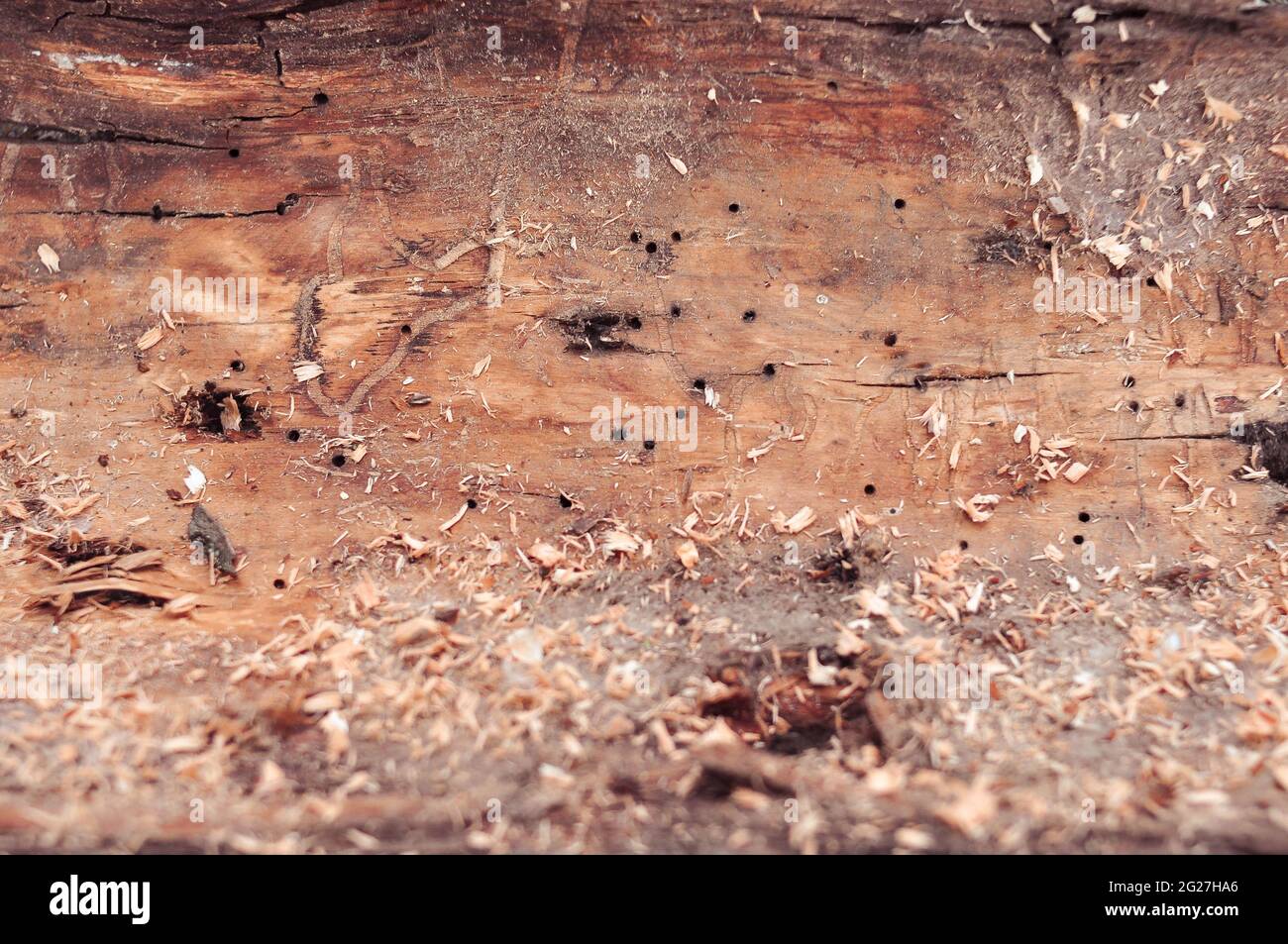 Corteccia dell'albero all'interno della carta da parati e sfondo per il testo Foto Stock