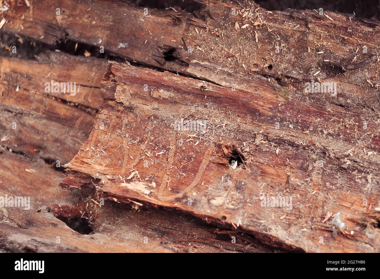 Corteccia dell'albero all'interno della carta da parati e sfondo per il testo Foto Stock