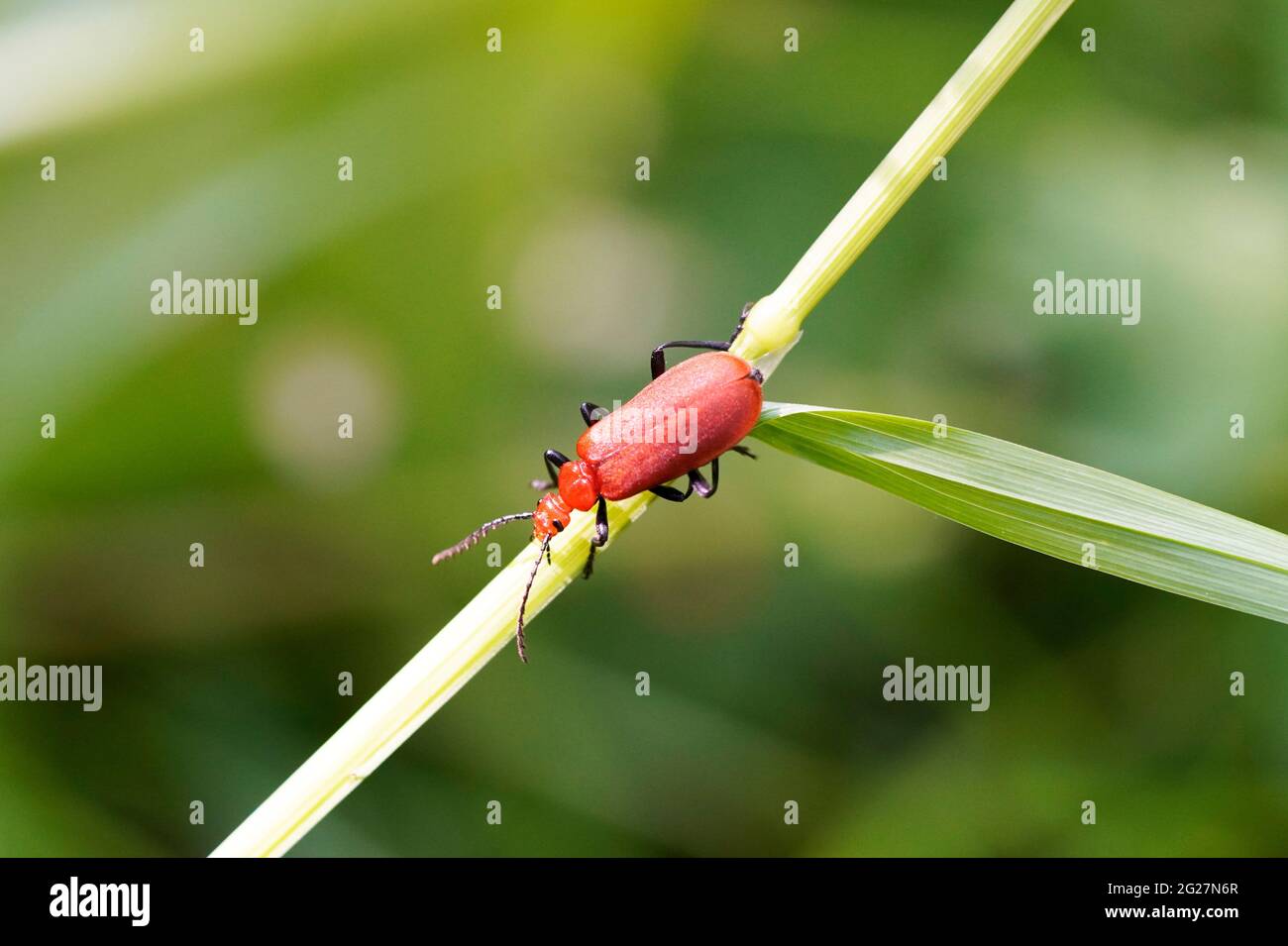 Scarabeo rosso fuoco, Pirocroidi. Beetle si siede su una lama d'erba in un ambiente naturale. Primo piano dell'insetto. Foto Stock