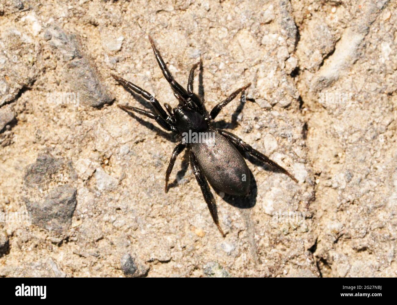 Ragno nero a bele piatte, fotografato dall'alto. Primo piano di un ragno. Gnaphosidae. Foto Stock