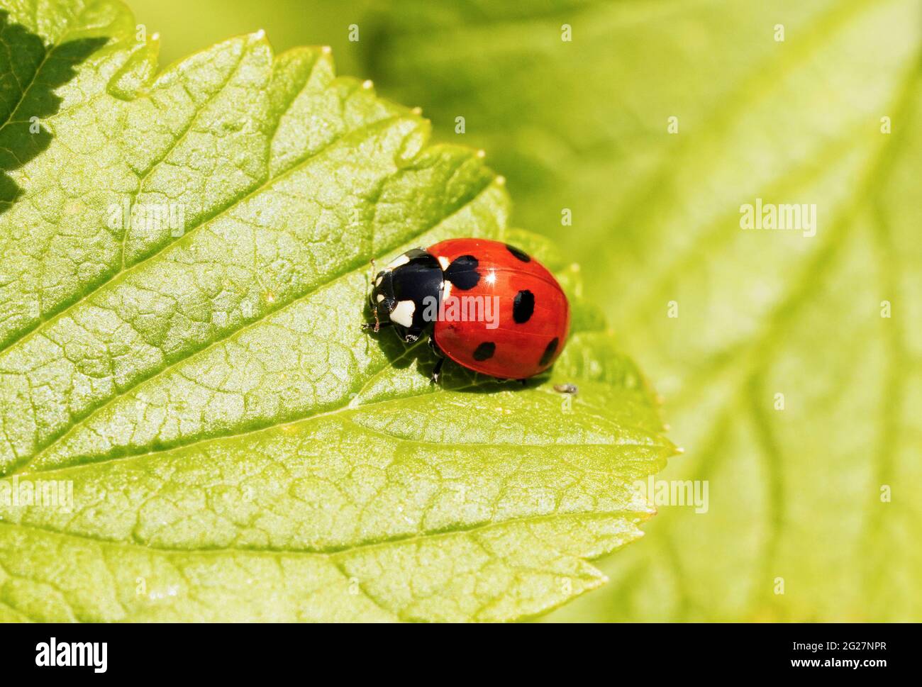 Ladybug rosso su una foglia verde. Primo piano insetto in ambiente naturale. Coleottero rosso con macchie nere. Coccinellidae. Foto Stock