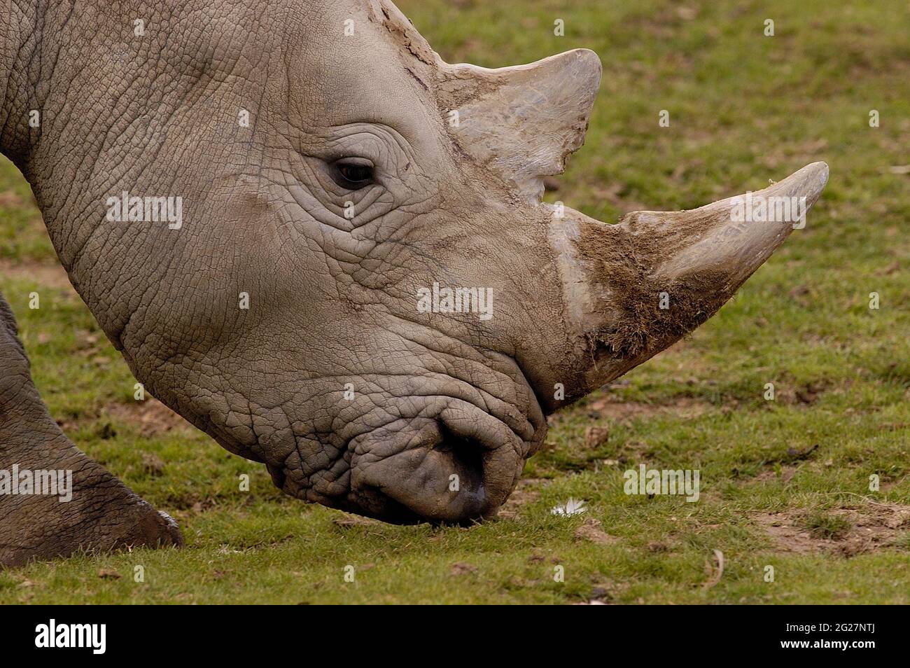 FRANCIA. LOIR-ET-CHER (41) SAINT AIGNAN. IL PARCO ZOOLOGICO DI BEAUVAL. RINOCERONTE Foto Stock