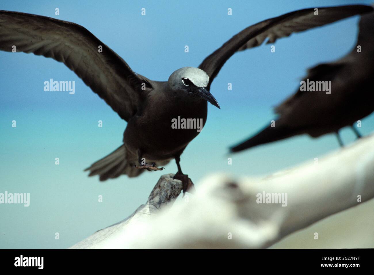 POLINESIA FRANCESE. ISOLE DELLA SOCIETÀ. ATOLLO DI TETIAROA. PRIMO PIANO DI UN TERN CON SCHIENALE GRIGIO IN VOLO Foto Stock