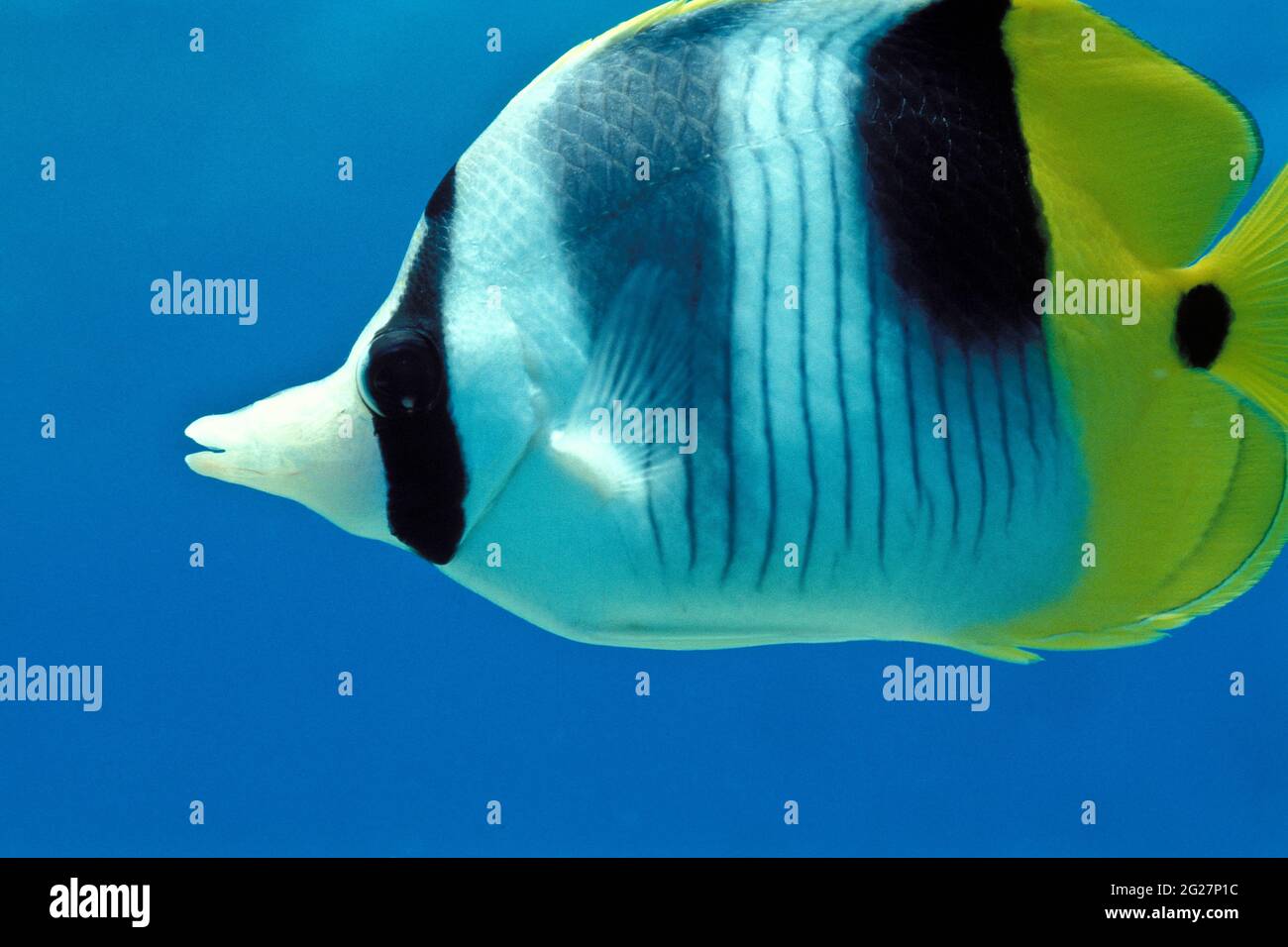 POLINESIA FRANCESE. PRIMO PIANO DI UN PESCE FARFALLA Foto Stock