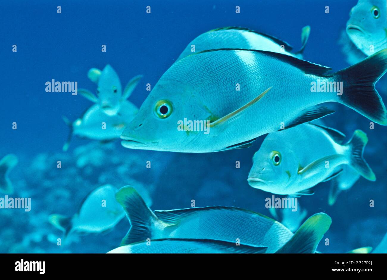 POLINESIA FRANCESE. ISOLE TOAMOTU. L'ATOLLO DI RANGIROA. PRIMO PIANO DI PERCH GIALLO Foto Stock